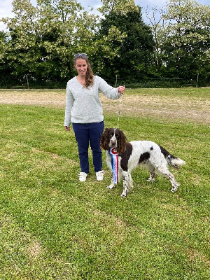 Étalon Epagneul Français - Spartacus Of Falnette History