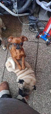 Étalon Petit Brabançon - Achille des joyeux cotillons