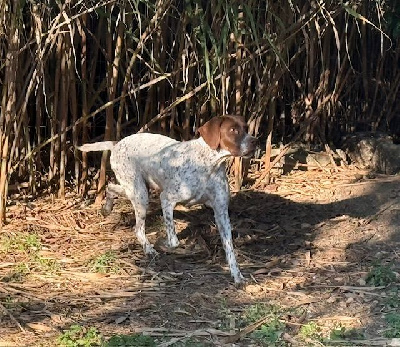 Étalon Braque français, type Pyrenees (petite taille) - Pony de Saint Montange