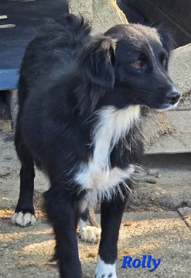Étalon Berger Américain Miniature - Rolly du Moulin de la Terrasse