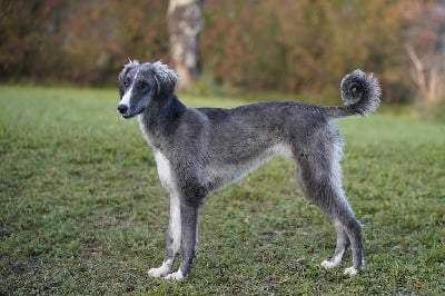 Étalon Taïgan - Ai kashka (Sans Affixe)