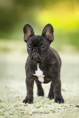 Étalon Bouledogue français - Aloha Du Val De Capsil