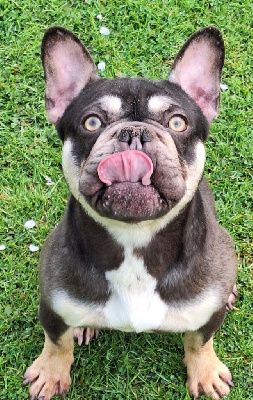 Étalon Bouledogue français - Upss des boulis de crestot