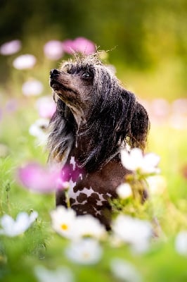 Étalon Chien chinois à crête - Wild Night's Tsunami dite tara