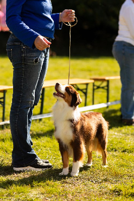 Étalon Berger Américain Miniature - Vis ton rêve kurenaï mini de La Lune De Feu