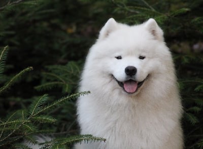 Étalon Samoyède - Majestic Gold Véga fly me to the moon