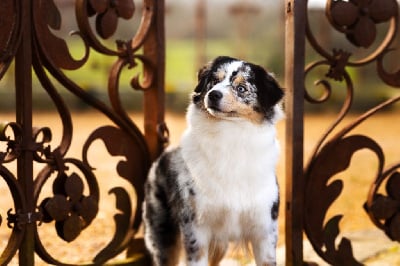 Étalon Berger Américain Miniature - CH. Teepee shoshones du temple de Palés