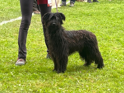Étalon Berger des Pyrenees à poil long - Ugo Du pic d'arbizon