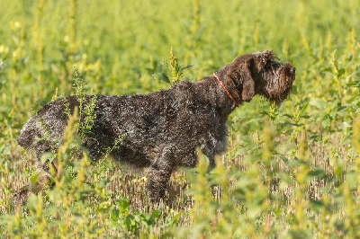 Étalon Griffon d'arrêt à poil dur Korthals - CH. Ursia (Sans Affixe)