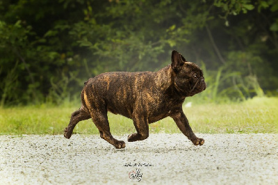 Étalon Bouledogue français - CH. Vauban des boules aux mil facettes