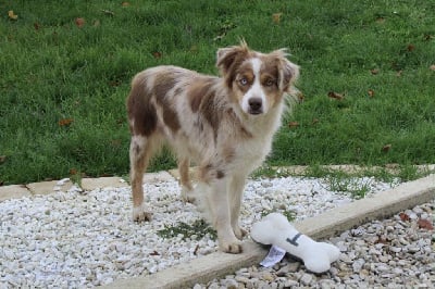 Étalon Berger Américain Miniature - Yness Du Domaine Des Belles Aubois