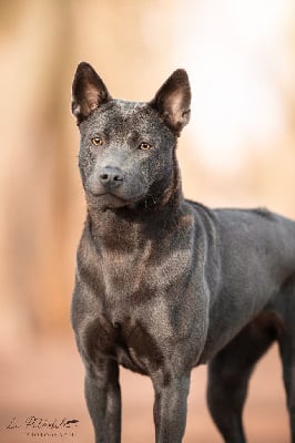 Étalon Chien thaïlandais à crête dorsale - yar marin style Nevada