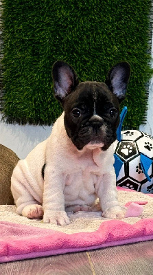 Étalon Bouledogue français - Alaska du Léman d'Or