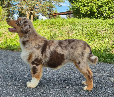 Étalon Berger Américain Miniature - Another dream verone mini de La Lune De Feu