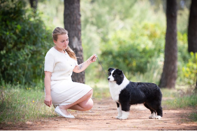 Étalon Berger Américain Miniature - CH. moonbaby's Hope you niggas sleep