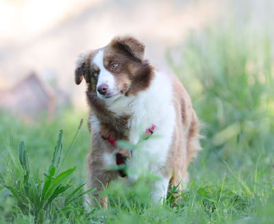 Étalon Berger Américain Miniature - Venise du royaume des quatres pattes