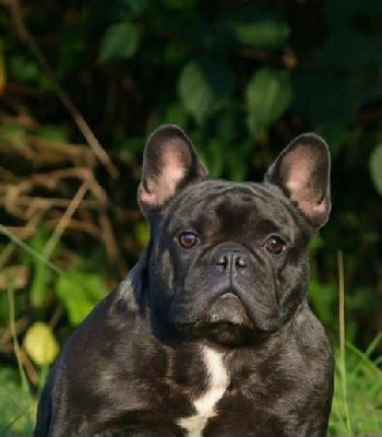 Thornill marilyn du Chevalier Gascon