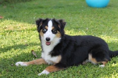 Étalon Berger Américain Miniature - Avril little heart De La Nébuleuse De Clochette