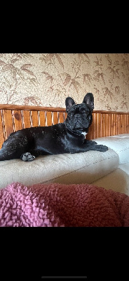Étalon Bouledogue français - Urane De La Vallée Du Cagire