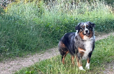 Étalon Berger Américain Miniature - Tenerife island dite tya de L' Australia's Tribu