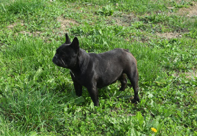 Étalon Bouledogue français - Utopia Bcbg Belle Carrure Belle Gueule