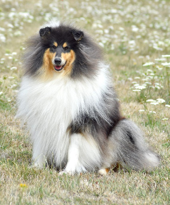 Étalon Colley à poil long - Un petit cookie du domaine des Emeraudes