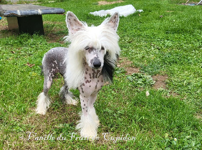Étalon Chien chinois à crête - Vanille Du Fruit De Cupidon