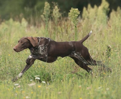 Étalon Braque allemand à poil court - TR. Reine-b'la du vallon de Beaudini