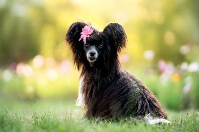 Étalon Chien chinois à crête - Velvet yungin Of Chinese Garden June's