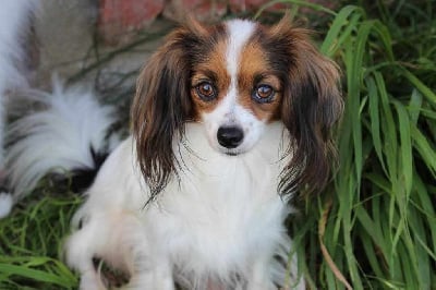 Étalon Epagneul nain Continental (Phalène) - Swarovski dit vicky Du Royaume Des Licornes