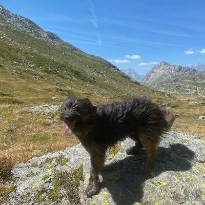 Étalon Berger des Pyrenees à poil long - Twister du Champ D'Onix
