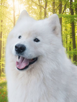 Étalon Samoyède - lucky love Velvet dream in a bentley