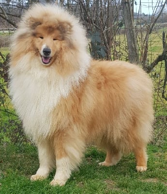 Étalon Colley à poil long - Vrp of River Tweed