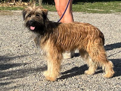 Étalon Berger des Pyrenees à poil long - Ubac Du pic d'arbizon