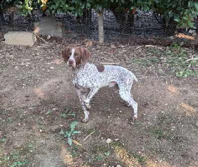 Étalon Braque français, type Pyrenees (petite taille) - Titan de Saint Montange