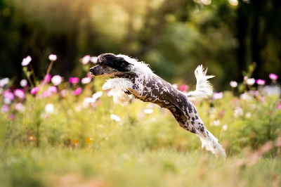 Étalon Chien chinois à crête - Venus's beijing Of Chinese Garden June's