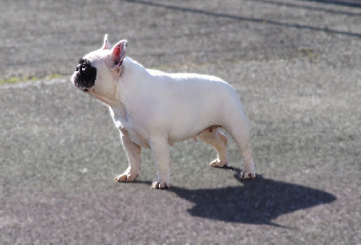 Étalon Bouledogue français - Tori des perles d'Aphrodite