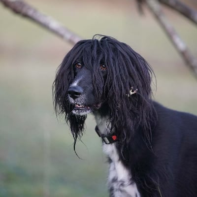 Étalon Taïgan - Shamal (Sans Affixe)