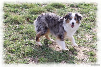 Étalon Berger Américain Miniature - Totale eclips angel mazekeen Of Brotherly Love B