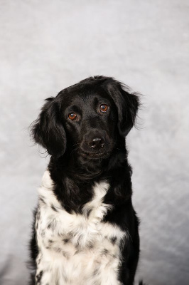 Étalon Chien d'arrêt frison - CH. Sylke miep Des Grandes-duchesses De Pouchkine