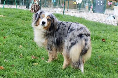 Étalon Berger Américain Miniature - Saphir Green Clover