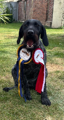 Étalon Chien d'arrêt allemand à poil dur - Visma Des Douves Du Chateau