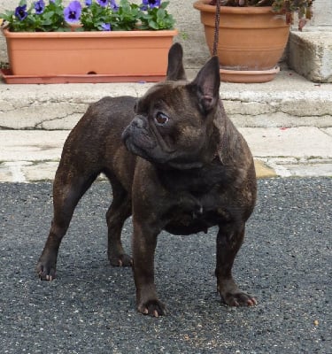 Étalon Bouledogue français - Tous les matins du monde Upette