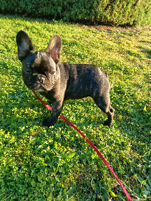 Étalon Bouledogue français - Aliocha (Sans Affixe)