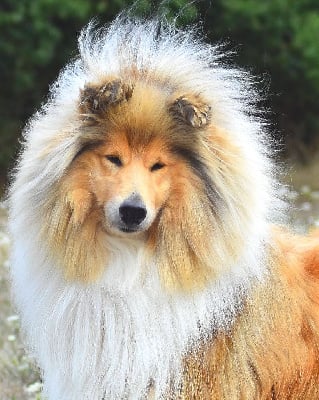 Étalon Colley à poil long - dzhimis Princess of the universe