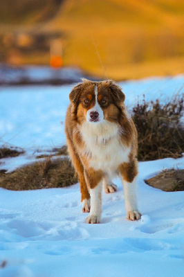 Étalon Berger Américain Miniature - Vespa deep blue eyes