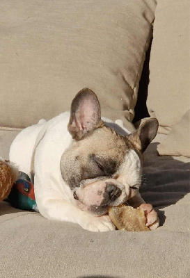 Étalon Bouledogue français - High Secret Virtual insanity