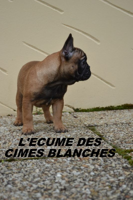 Étalon Bouledogue français - Un style comme jamais de l'écume des cimes blanches