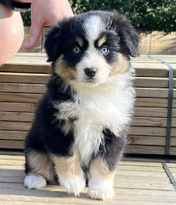 Étalon Berger Américain Miniature - Argonne Of American Little Stars