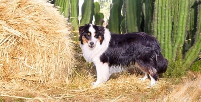 Vrap -vegas Du Mas De Hoodyliya